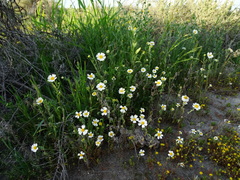 Layia pentachaeta albida