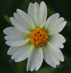 Layia pentachaeta albida