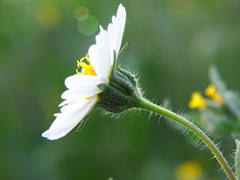 Layia pentachaeta albida
