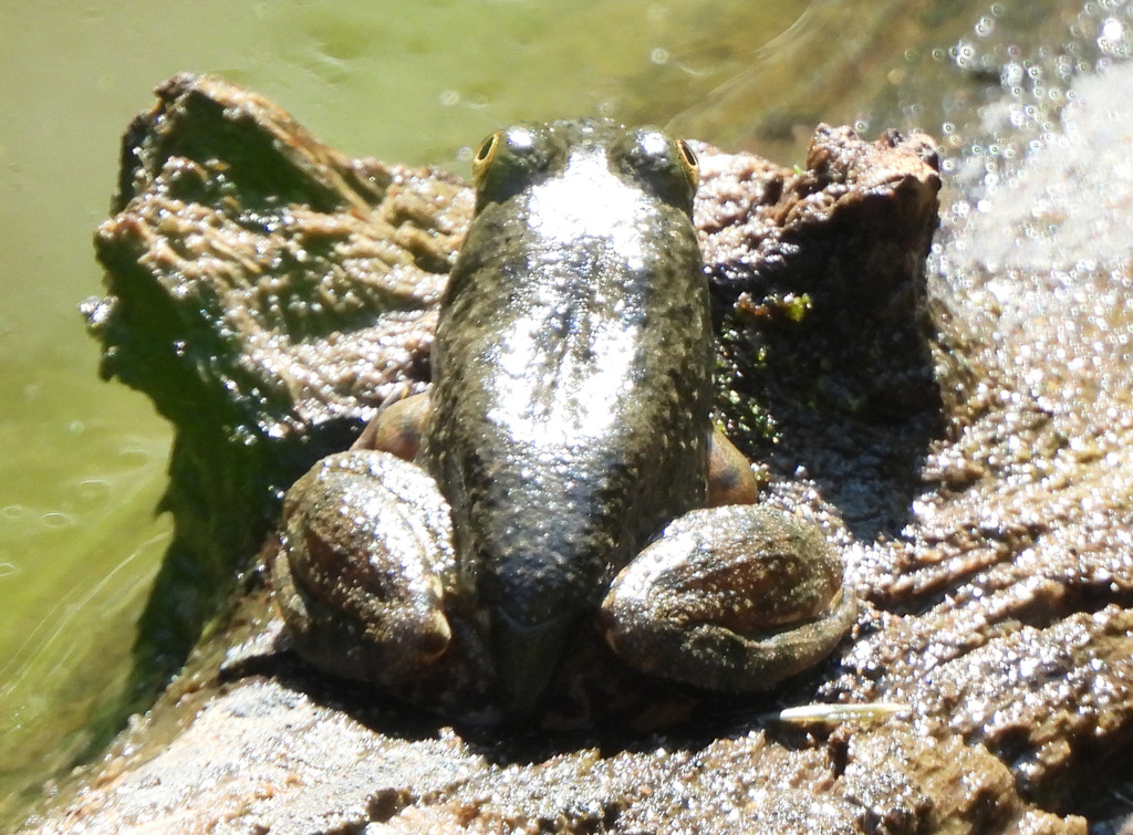 American Bullfrog from Forest Glen, Silver Spring, MD, USA on August 12 ...