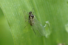 Aphididae