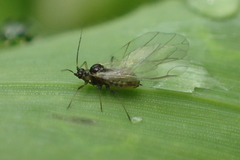 Aphididae