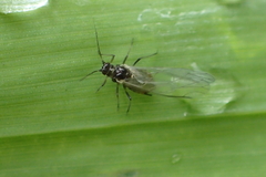 Aphididae