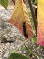 Dysschema leucophaea