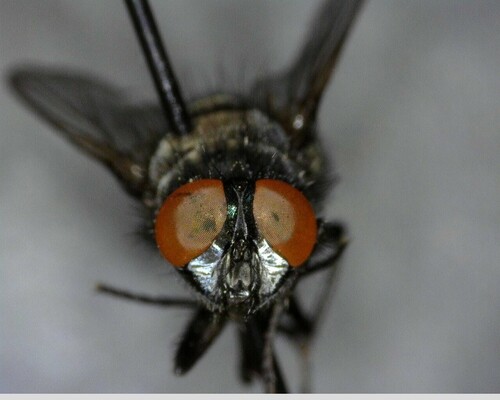 iNaturalist observation photo of Bot Flies, Blow Flies, and Allies