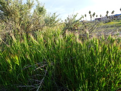 Bromus madritensis