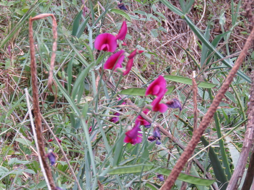 Lathyrus tingitanus image