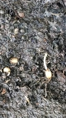 Ficaria verna bulbilifera