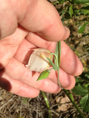 Calochortus albus