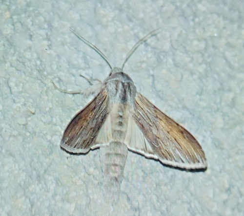Cucullia umbratica