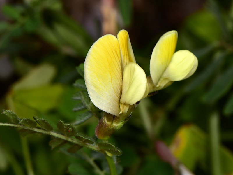 Vicia hybrida