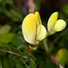 Hairy Yellow-Vetch - Photo (c) Paolo Mazzei, some rights reserved (CC BY-NC), uploaded by Paolo Mazzei