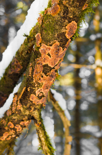 Spindulinis Raukšliagrybis nuotrauka