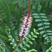 Amorpha herbacea crenulata - Photo (c) scott.zona,  זכויות יוצרים חלקיות (CC BY-NC)