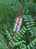 Amorpha herbacea crenulata - Photo (c) scott.zona, algunos derechos reservados (CC BY-NC)