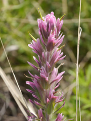 Castilleja purpurea