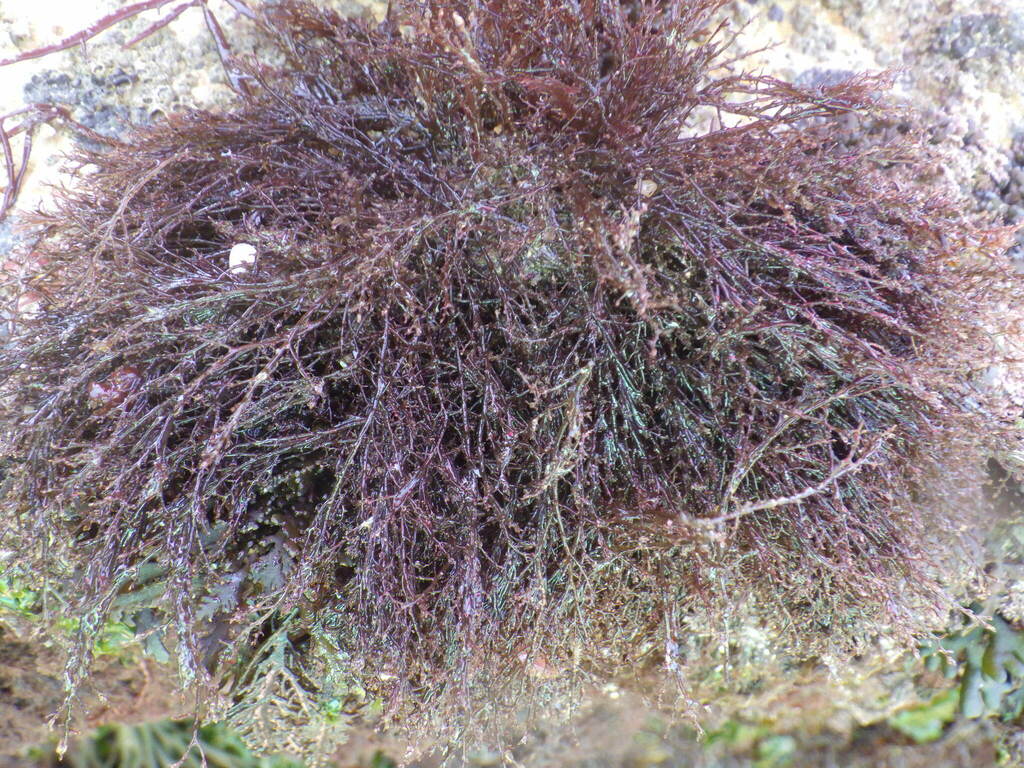 Streblocladieae