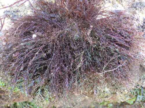 Representative image of Vertebrata fruticulosa