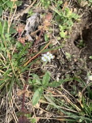 Tomostima platycarpa