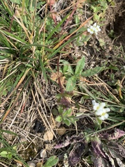 Tomostima platycarpa
