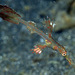 Solenostomus armatus - Photo (c) uwkwaj,  זכויות יוצרים חלקיות (CC BY-NC), הועלה על ידי uwkwaj