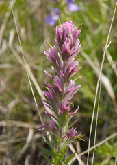 Castilleja purpurea