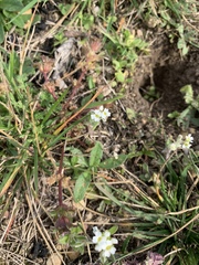 Tomostima platycarpa