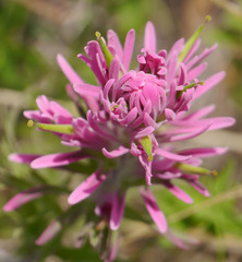 Castilleja purpurea