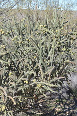 Cylindropuntia × vivipara