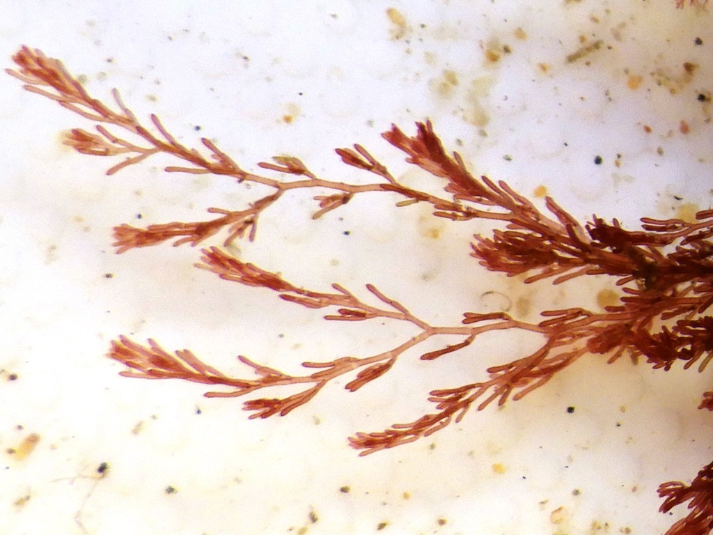 Monosporus pedicellatus (Monosporus pedicellatus)
