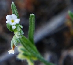 Pectocarya penicillata