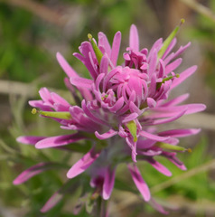 Castilleja purpurea