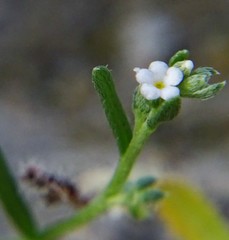 Pectocarya penicillata