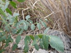 Rhus coriaria image