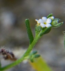 Pectocarya penicillata