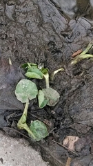 Ficaria verna bulbilifera