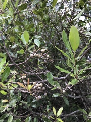 Lithraea brasiliensis