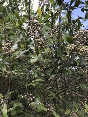Lithraea brasiliensis