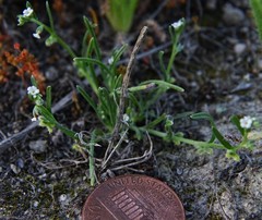 Pectocarya penicillata