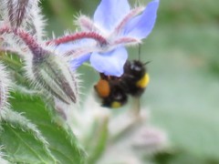 Bombus terrestris lusitanicus