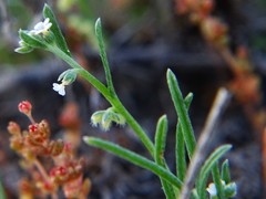 Pectocarya penicillata