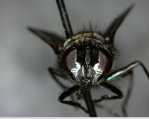 iNaturalist observation photo of Blow Flies