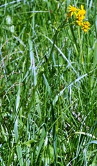 Packera pseudaurea