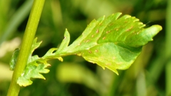 Packera pseudaurea