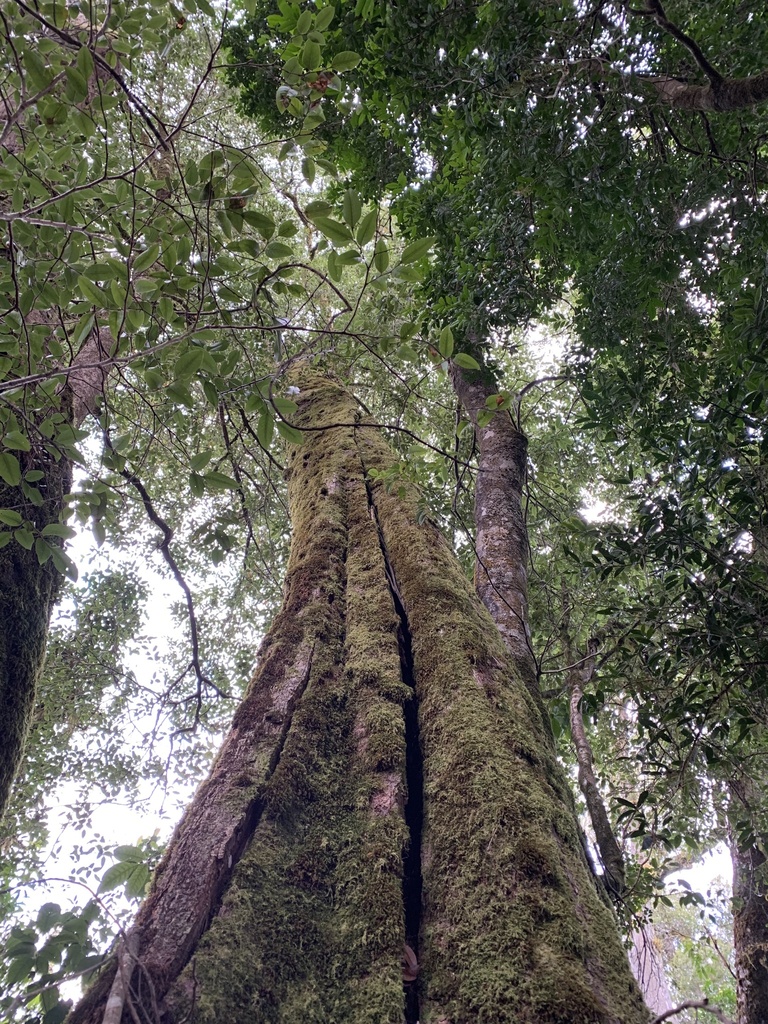 Australian beech from Border Ranges National Park, Gradys Creek, NSW ...