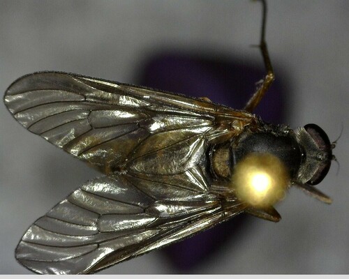 iNaturalist observation photo of Rhagio incisus