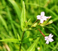 Epilobium glaberrimum