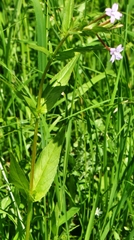 Epilobium glaberrimum
