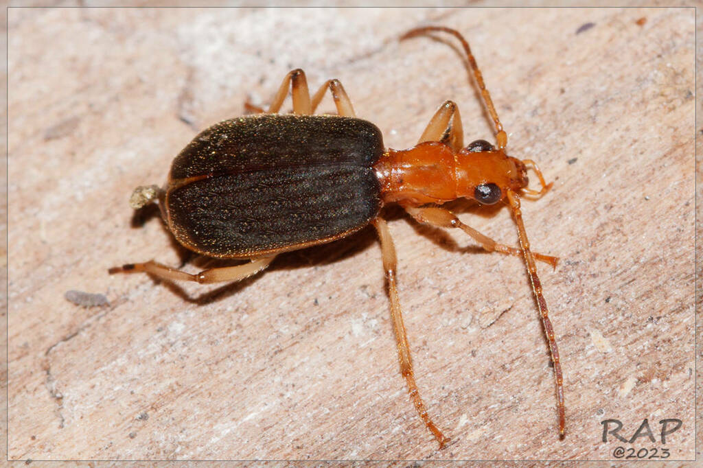 Brachinus marginellus