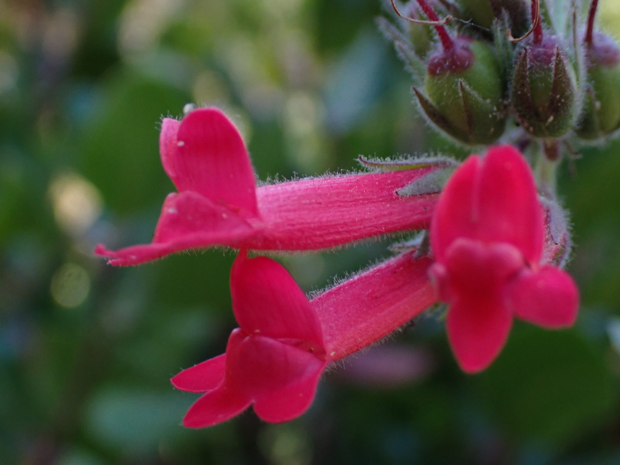 Gambelia speciosa